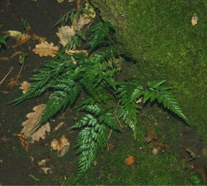 Asplenium cfr. onopteris