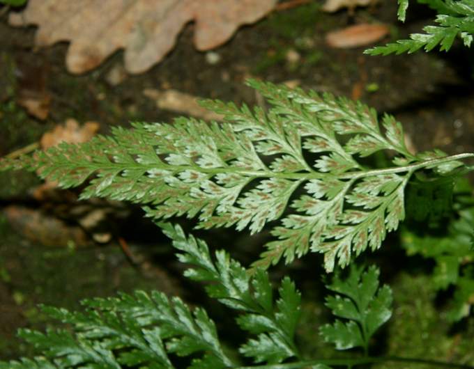Asplenium cfr. onopteris