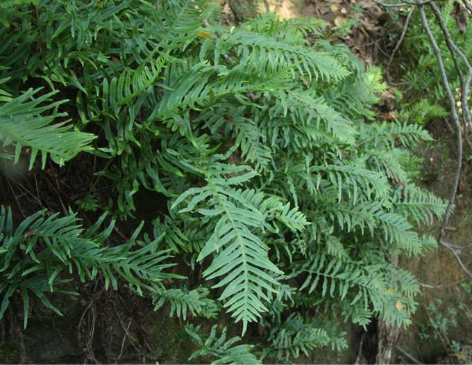 Polypodium sp.?