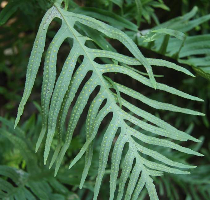 Polypodium sp.?