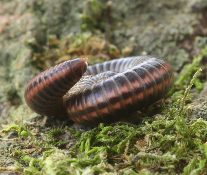 Ommatoiulus sabulosus (Diplopoda Julidae)