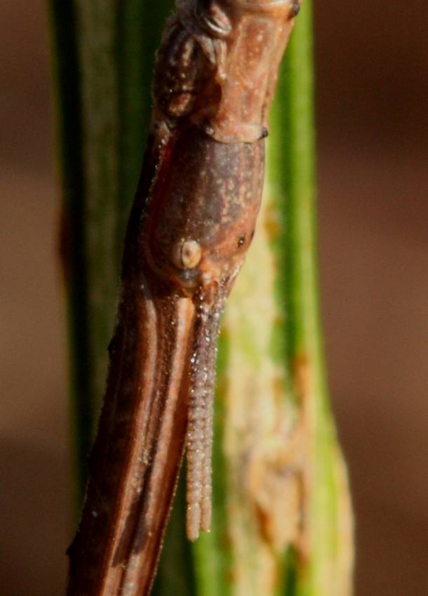 Femmina di Bacillus rossius