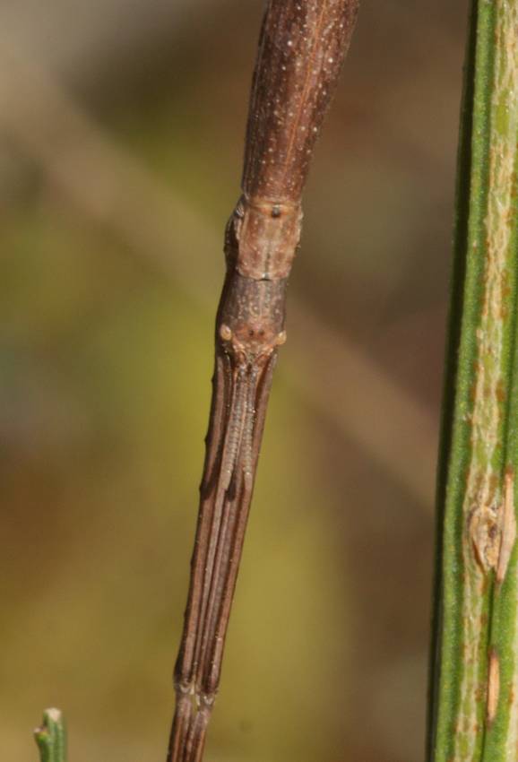 Femmina di Bacillus rossius