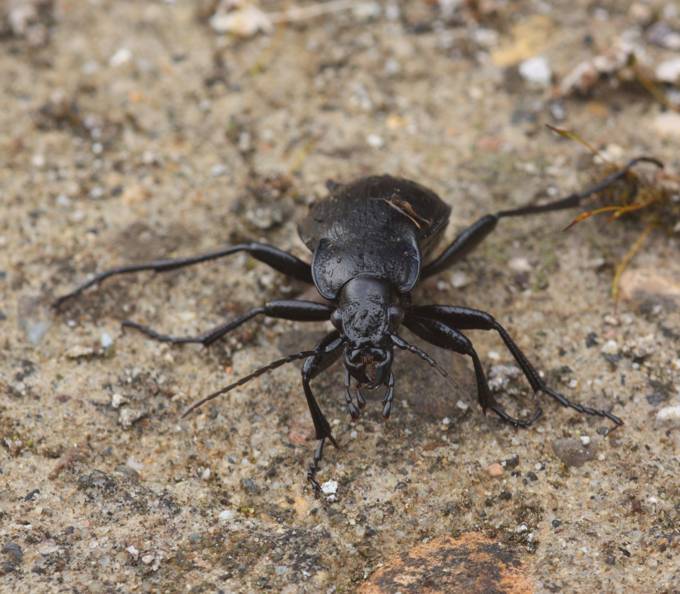Carabus (Archicarabus) rossii Dejean