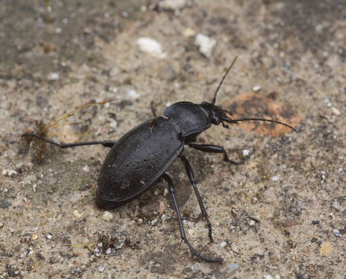 Carabus (Archicarabus) rossii Dejean