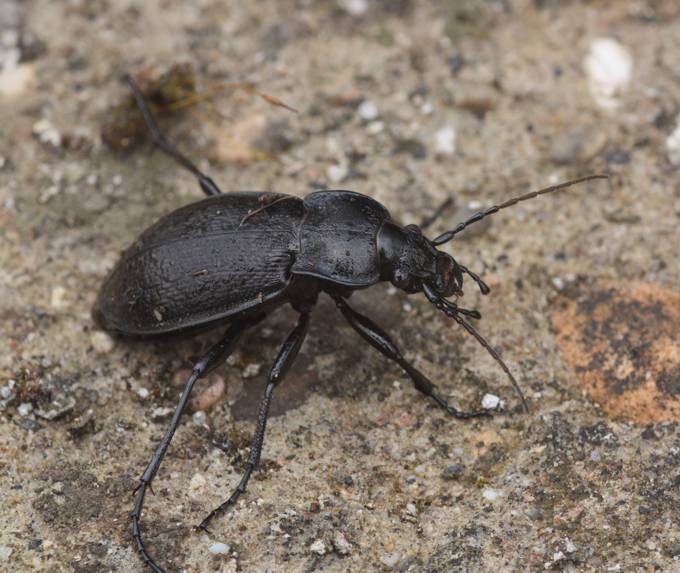 Carabus (Archicarabus) rossii Dejean
