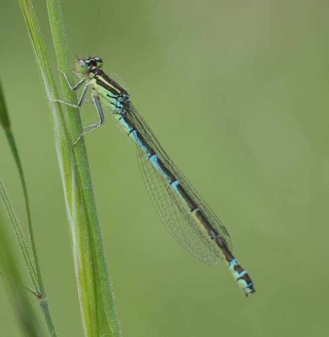 Coenagrion scitulum, femmina