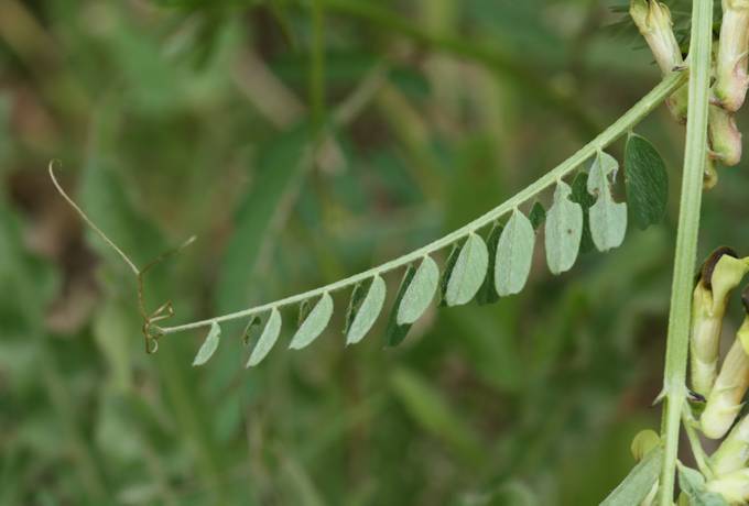 Vicia melanops