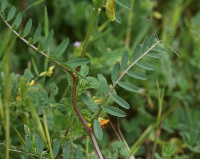 Vicia melanops