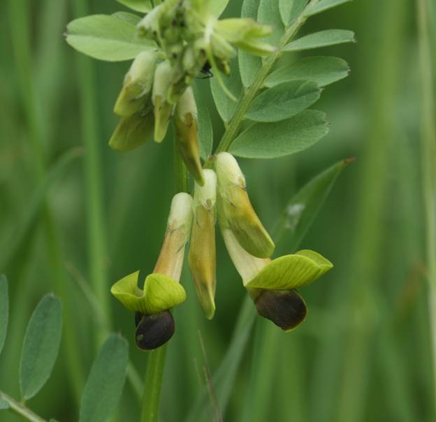 Vicia melanops