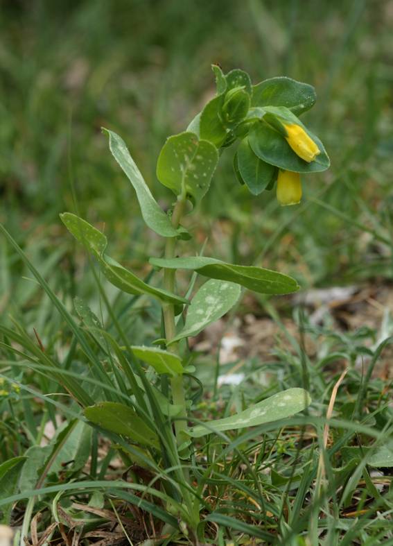 Cerinthe major