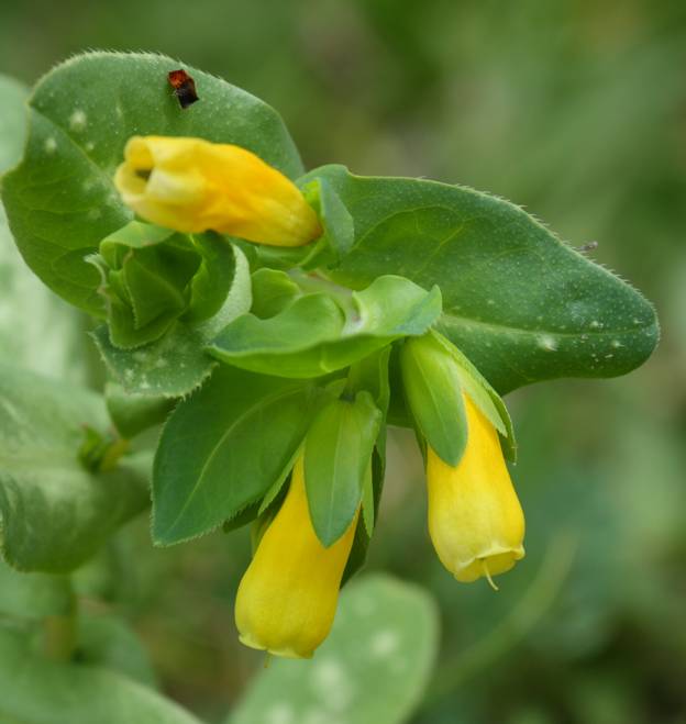 Cerinthe major