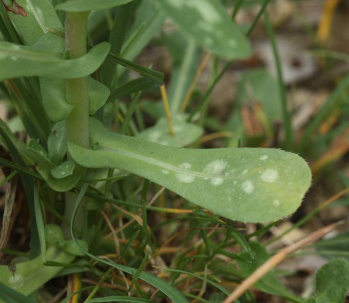 Cerinthe major