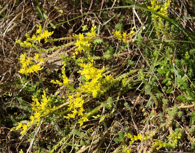 Sedum sexangulare