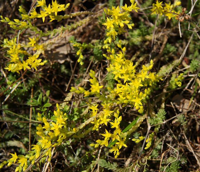 Sedum sexangulare