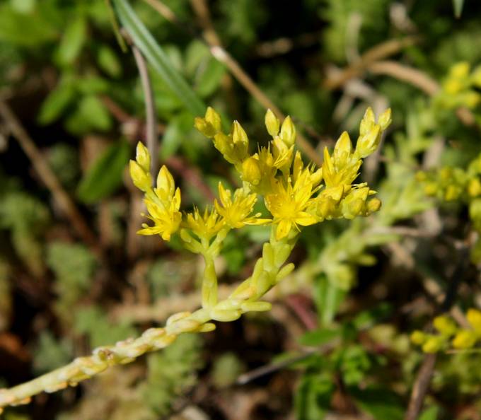 Sedum sexangulare