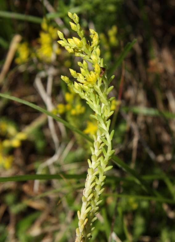 Sedum sexangulare