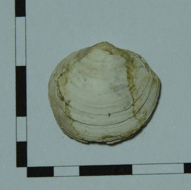 Piccolo bivalve da identificare