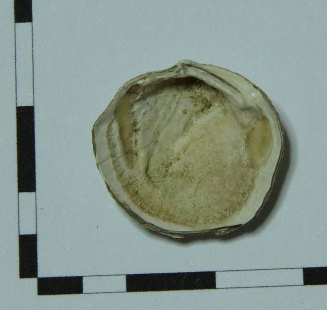 Piccolo bivalve da identificare