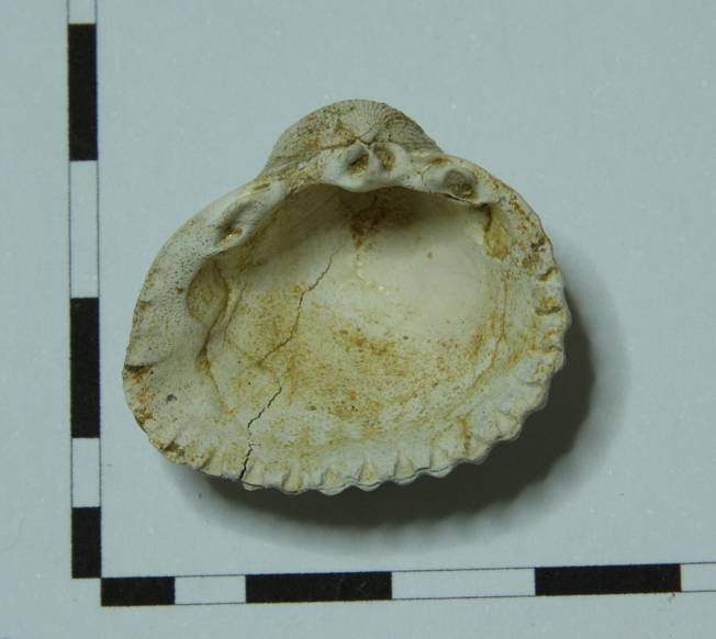 Cardiidae da identificare