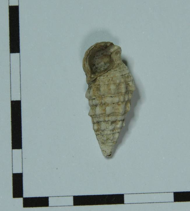 Gasteropode da identificare