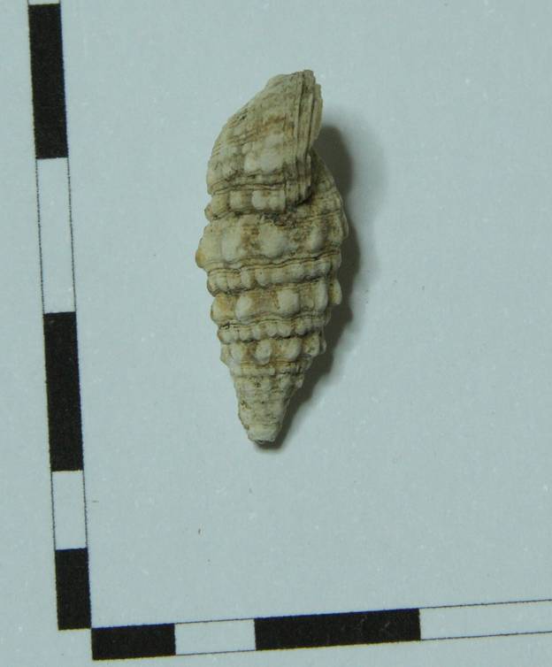 Gasteropode da identificare