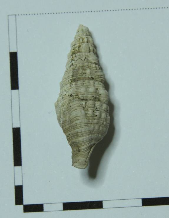 Gasteropode da identificare 2