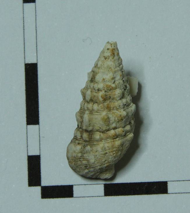 Gasteropode da identificare