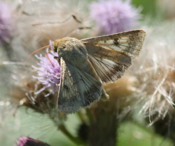 Falena da identificare -  Helicoverpa armigera