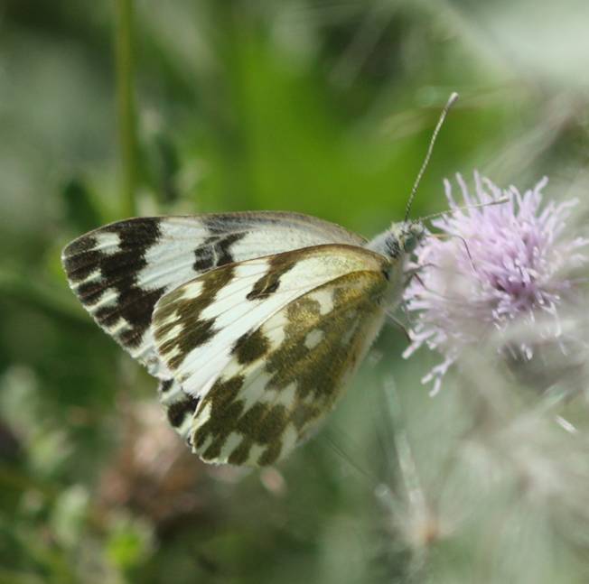 Conferma Pontia edusa
