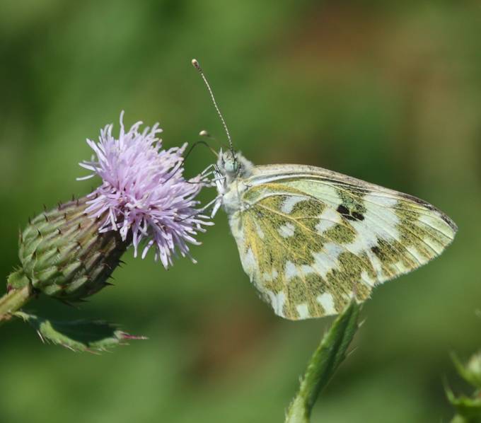 Conferma Pontia edusa