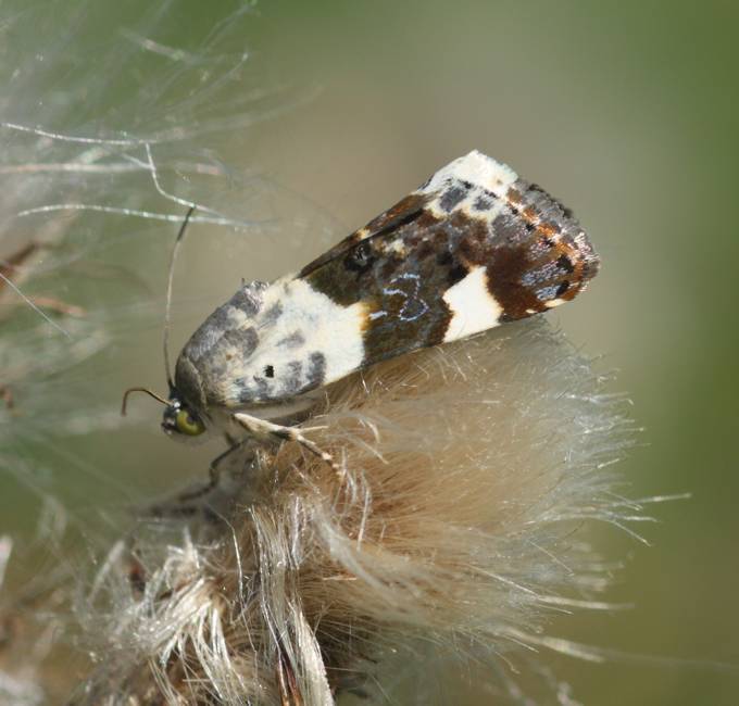 Acontia edusa?... Acontia lucida