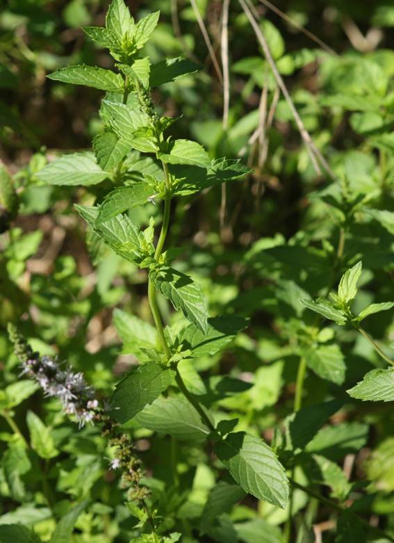 Mentha spicata