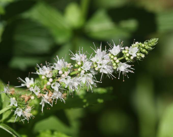 Mentha spicata