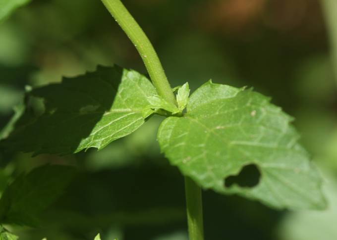 Mentha spicata