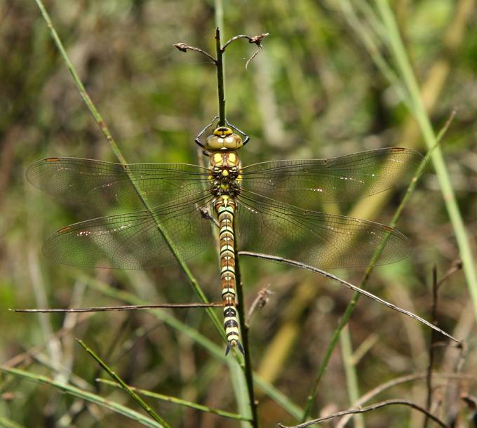 femmina di Aeshna cyanea