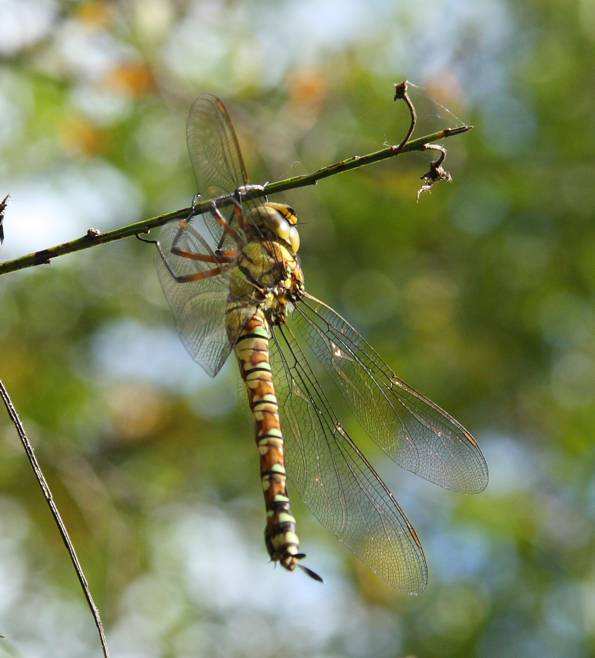 femmina di Aeshna cyanea