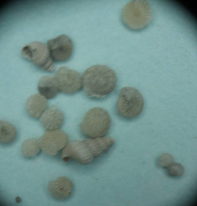 Foto orribili al trinoculare. Aiuto.