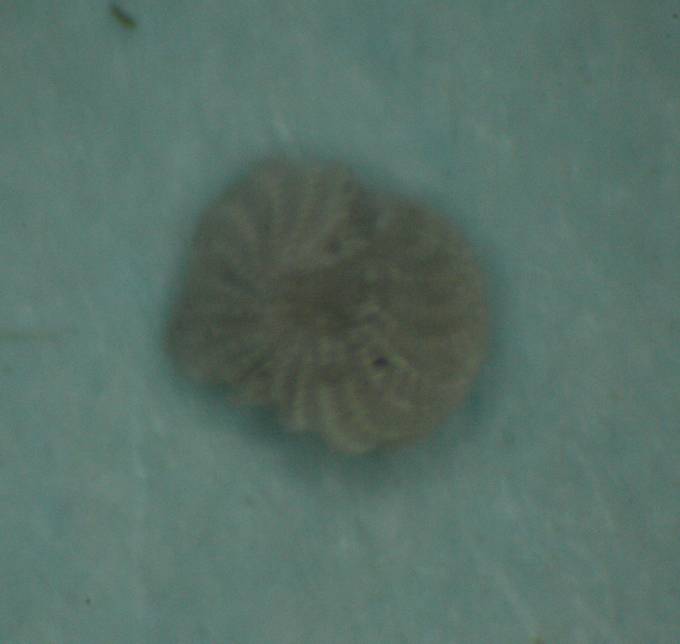 Foto orribili al trinoculare. Aiuto.