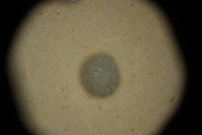 Foto orribili al trinoculare. Aiuto.