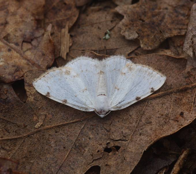 Lomographa bimaculata, Geometridae