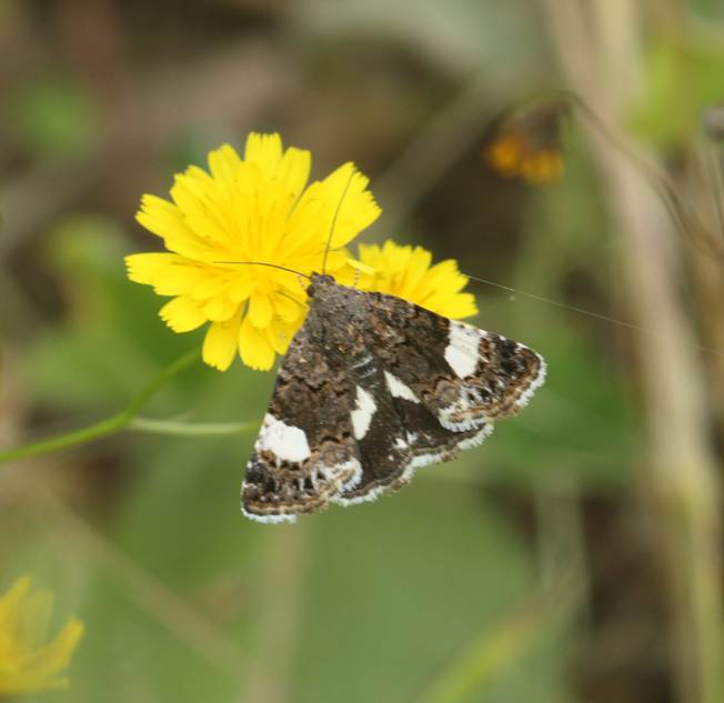 Tyta luctuosa, Noctuidae
