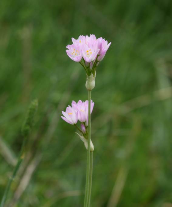Allium roseum