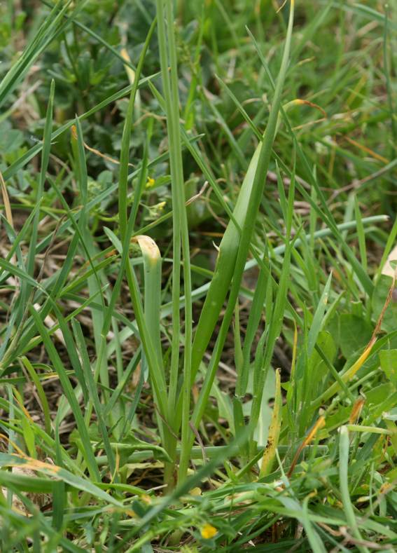 Allium roseum