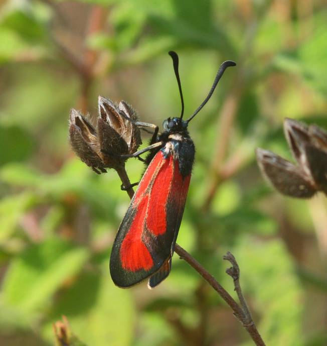 Zygaena da identificare - Zygaena (Mesembrynus) erythrus