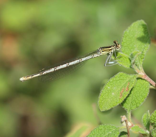 Platycnemis pennipes, femmina ?  S !