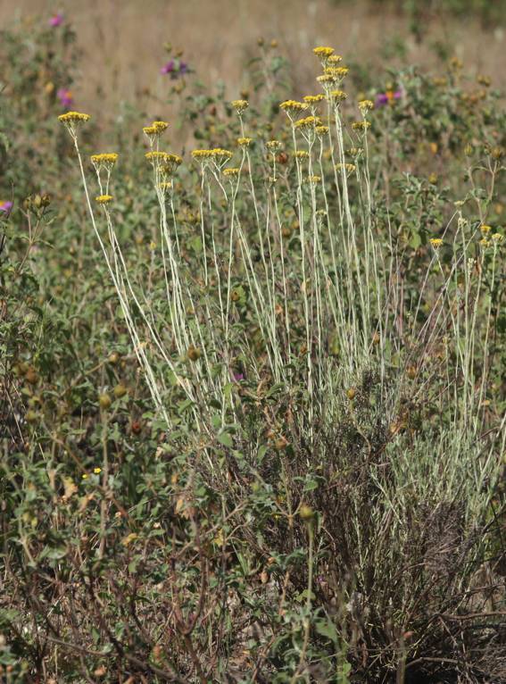 Helichrysum italicum