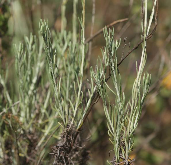 Helichrysum italicum