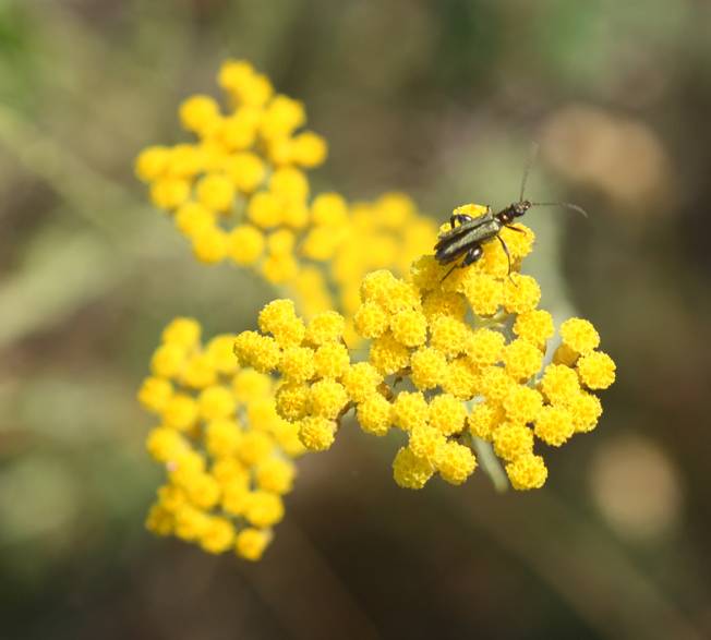 Helichrysum italicum