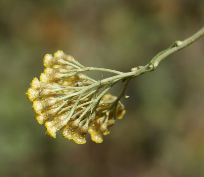 Helichrysum italicum